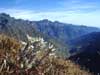 Stelle alpine salendo al monte  Palon